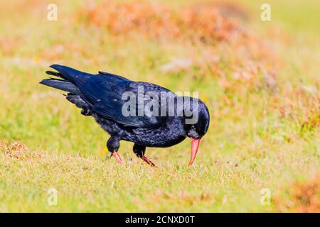 Chough sul percorso costiero del Galles occidentale Foto Stock