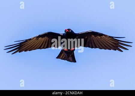 Chough sul percorso costiero del Galles occidentale Foto Stock