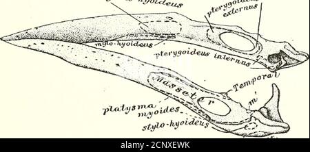 . La miologia del corvo (Corvus corax sinuatus.) Una guida allo studio del sistema muscolare in uccelli. Ed punta, dove il tendine è verystrong; mentre oltre che invadono leggermente sul theramus, dove l'inserimento è più di un carattere carnoso (figg. 5 e 6). 19. Il pterygoideus externi è un muscolo estremamente pulito e ben definito. Esso deriva dall'aspetto esterno dell'estremità del processo orbitale del theQuadrate. Le fibre formano un fascio di rundish, eleggermente divergenti mentre passano in avanti, in basso, e I MUSCOLI DELLA TESTA. 21 verso l'esterno, per inserirsi sull'aspec. interno Foto Stock