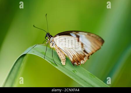 Farfalla, tropicale, fioritura, laterale, seduta, ala inferiore Foto Stock