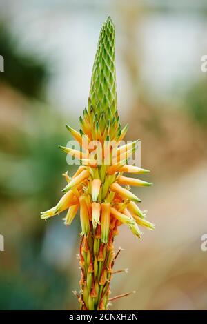 Aloe reale (Aloe vera), fioritura, primo piano Foto Stock