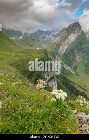 Il piccolo villaggio di montagna di Meglisalp. Fiori prato in primo piano montagne con neve sullo sfondo. Foto Stock