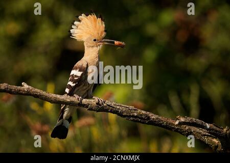 Eurasian Hoopoe (Upupa epps) nutrire i pulcini catturati in volo. Ali larghe, cresta tipica e pregare nel becco. Insetto di caccia, lucertola, gecko, s Foto Stock