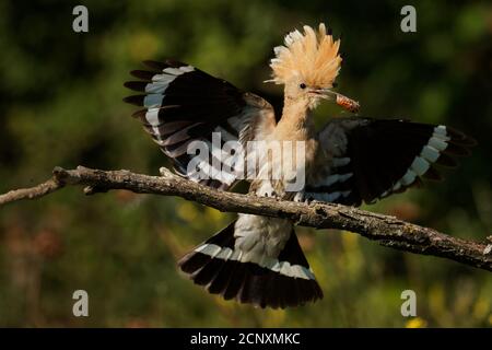 Eurasian Hoopoe (Upupa epps) nutrire i pulcini catturati in volo. Ali larghe, cresta tipica e pregare nel becco. Insetto di caccia, lucertola, gecko, s Foto Stock