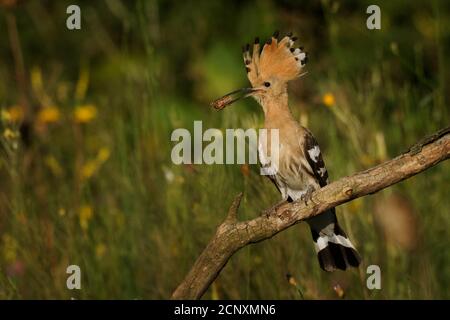 Eurasian Hoopoe (Upupa epps) nutrire i pulcini catturati in volo. Ali larghe, cresta tipica e pregare nel becco. Insetto di caccia, lucertola, gecko, s Foto Stock