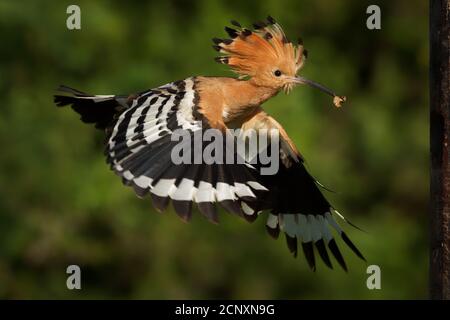 Eurasian Hoopoe (Upupa epps) nutrire i pulcini catturati in volo. Ali larghe, cresta tipica e pregare nel becco. Insetto di caccia, lucertola, gecko, s Foto Stock