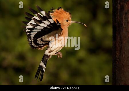 Eurasian Hoopoe (Upupa epps) nutrire i pulcini catturati in volo. Ali larghe, cresta tipica e pregare nel becco. Insetto di caccia, lucertola, gecko, s Foto Stock