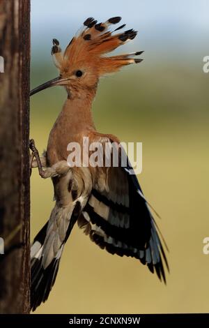 Eurasian Hoopoe (Upupa epps) nutrire i pulcini catturati in volo. Ali larghe, cresta tipica e pregare nel becco. Insetto di caccia, lucertola, gecko, s Foto Stock