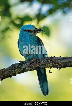 European Roller - Coracias garrulus uccello blu colorato seduto sul ramo e alla ricerca del cibo per i suoi pulcini nel nido buca. Foto Stock