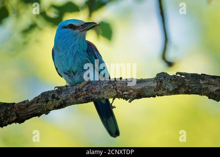 European Roller - Coracias garrulus uccello blu colorato seduto sul ramo e alla ricerca del cibo per i suoi pulcini nel nido buca. Foto Stock