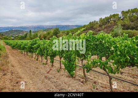 Paesaggio, vigna, Provincia di Tarragona, Catalogna, Spagna, Europa Foto Stock