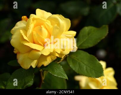 Primo piano di una singola fioritura gialla di Rosa Peace. Foto Stock