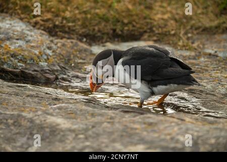 Puffin Atlantico (Fratercola arctica) che beve da una pozza di pioggia, Elliston, Terranova e Labrador, Canada Foto Stock