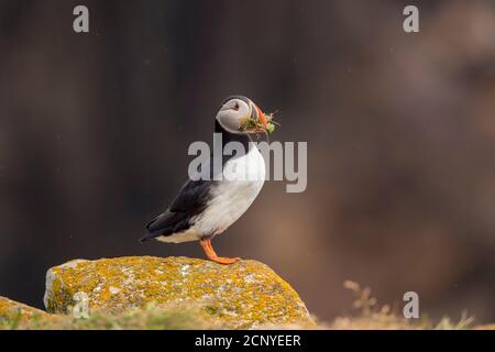 Puffin Atlantico (Fratercla artica) che raccoglie materiale nidificanti da un promontorio erboso, Elliston, Terranova e Labrador, Canada Foto Stock