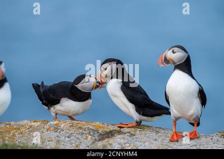 Puffin Atlantico (Fratercola arctica), Elliston, Terranova e Labrador, Canada Foto Stock