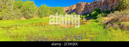 Una palude paludosa a valle del lago Stillman nella zona naturalistica del fiume Upper Verde vicino a Paulden, Arizona. Foto Stock