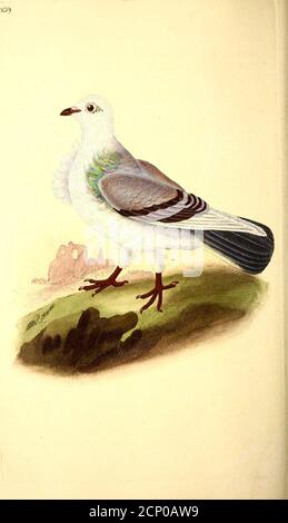 . La storia naturale degli uccelli britannici, o UNA selezione degli uccelli più rari, belli e interessanti che abitano questo paese : le descrizioni del Systema naturae di Linnaeus : con osservazioni generali, originali o raccolte dagli ultimi e più stimati ornitologi inglesi : e abbelliti da figure, disegnate, incise e colorate dagli esemplari originali. ed dal tema avendo i battiti di una sfumatura più sfumata, e di un colore rosso; mentre nel maschio si inclinano al blu. La femmina depone un certo numero di uova nel feafon: Sono fmallerthan quello di una gallina, Foto Stock