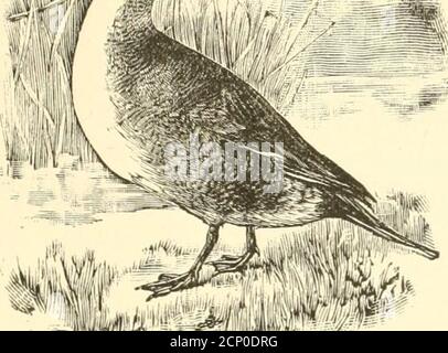 . Tiro di uccelli selvatici. Contenente descrizioni scientifiche e pratiche di uccelli selvatici: Le loro località, le abitudini, i voli e il metodo più riuscito di cacciarli. Intricato circa itthat pratica e la pazienza non supereranno. Ci è legge scritta o non scritta, sacra o profana, thatproibisce il vostro apprendimento e se imparerete soltanto, youwill non lo rimpiangerà mai. Per tanto tempo e ancora opportune saranno presentate quando altri cacciatori sono seduti in campo, Avanting per il volo serale. Con una S(;ull-boat è possibile avere riprese costanti per tutto il giorno, in acqua aperta, lungo i bordi Foto Stock