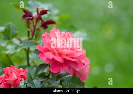 Coral Rose fiore con gocce di pioggia su rosa cespuglio nel giardino. Macrofotografia botanica per l'illustrazione di Rose Foto Stock