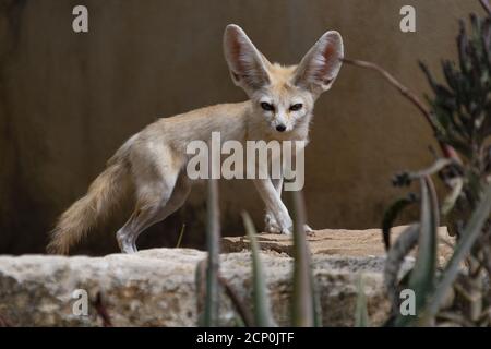 Fennec cammina su una pietra mentre guarda verso fotocamera Foto Stock