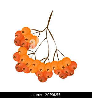 Autunno Rowan Berries isolato su sfondo bianco. Illustrazione vettoriale EPS10 Illustrazione Vettoriale