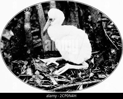 . Ali selvagge; avventure di un cacciatore di macchine fotografiche tra i più grandi uccelli selvatici del Nord America sul mare e sulla terra . arri-ed sotto i nidi - grandi bastoni platformsof, bianco^ashed e puzzolente, circa quindici piedi di testa sopra, costruito sulle cime dei mangro^es. erv presto li sormonterò. C'erano diciotto, tutti raccontati, all'interno di un'area di poche verghe, e ciascuno conteneva due o tre voungbirds, bianco puro di colore, circa la dimensione di grandi pollets, con bollette heavy-looking. Era la prima volta nella vita di mv che ho hadguardato in un nido di cicogne e felice ero nel sole blazingFlorida sul mangr Foto Stock
