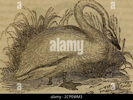 . Un libro di ornitologia, per i giovani. Abbracciando le descrizioni degli uccelli più interessanti e notevoli in tutti i paesi, con particolari avvisi di uccelli americani. Y tenuto in tale grande stima in Eng-Land, Che, con un atto di Edoardo il quarto, nessuno, ecceptil figlio del re, è stato permesso di mantenere uno Swan, senza limiti di una libertà al valore di cinque marchi all'anno. Con un atto successivo, la punizione per prendere il loro egswas incarcerazione per un anno e un giorno, e una multa ai thekings. Attualmente non sono valorizzati per il deli-cacy della loro carne: Ma i numeri sono ancora conservati per il forthe Foto Stock