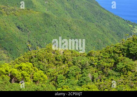 Laurisilva foresta nell'isola di Sao Jorge, arcipelago delle Azzorre, Portogallo Foto Stock