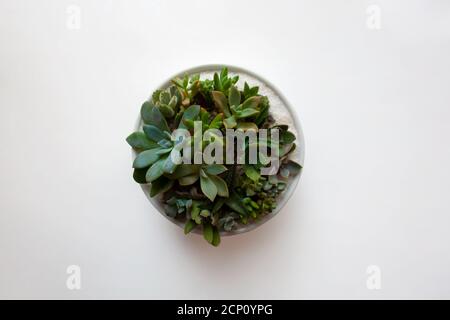 Composizione di succulenti in ciotola di ceramica isolata su fondo bianco da una vista ad angolo alto Foto Stock