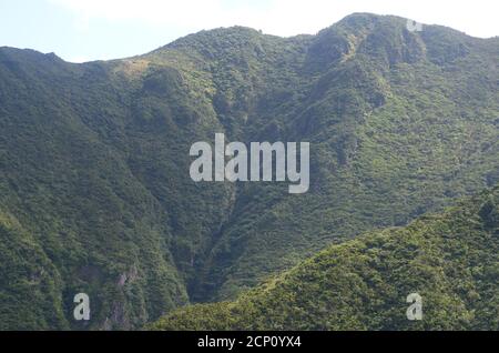 Laurisilva foresta nell'isola di Sao Jorge, arcipelago delle Azzorre, Portogallo Foto Stock