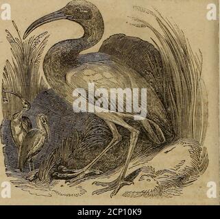 . Un libro di ornitologia, per i giovani. Abbracciando le descrizioni degli uccelli più interessanti e notevoli in tutti i paesi, con particolari avvisi di uccelli americani . con il loro cibo. Il becco è composto da due lunghi bastoni, apparentemente in legno, con i quali l'uccello fa un rumore di sdoppiamento per poterli sgombrare. Le coperture delle ali e della schiena sono nere, con una tinta bluastra; la parte non der del corpo è biancastra. Il collo è di piume, come quello dello struzzo, ed è di colore polpa. IBIS EGIZIANO. Questo uccello, così famoso nella storia e nella mitologia, è largerthan la cicogna, misurazione Foto Stock