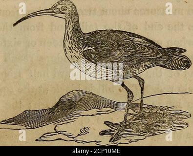 . Un libro di ornitologia, per i giovani. Abbracciando le descrizioni degli uccelli più interessanti e notevoli in tutti i paesi, con particolari avvisi di uccelli americani liberati dalle inondazioni del Nilo, dove è di grande servizio nella distruzione di insetti e rettili. L'Ibis si trova spesso nei sepolcri con le mummie, ed era precedentemente sacro dagli Egiziani. IL CURLEWIs è un uccello noto, che in inverno frequenta coste e paludi, nutrendo soprattutto rane e marineinsetti. In estate si ritirano alle parti montagnose e non frequentate di razza. Differiscono molto in s. Foto Stock