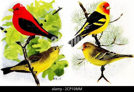 . Uccelli comuni di città e di paese . Albero SwallowScarlet Tanaqer maschio, superiore; femmina, Lower Cliff o Eaves SwallowWestern Tanagek maschio, superiore; femmina, inferiore 522 ALBERO SWALLOW (Iridoprocne bicolore). Lunghezza, circa 6 pollici. Le parti superiori blu in acciaio e il bianco puro sotto le parti sono caratteristiche distintive. Gamma: Razze dal nord-ovest Alaska e nord Canada sud a sud California, Colorado, Kansas, Missouri, e Virginia; wintersin California centrale, Texas meridionale e GulfStates e sud a Guatemala. Nel suo stato primitivo l'albero inghiottito usato tonest in alberi cavi, e in così Foto Stock