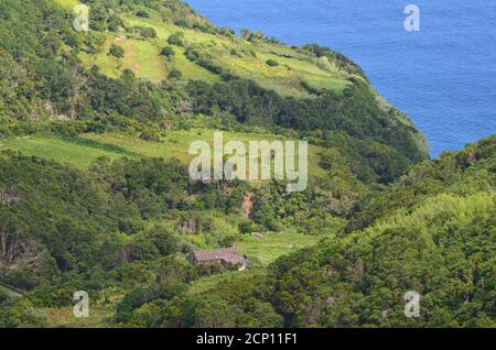 Laurisilva foresta nell'isola di Sao Jorge, arcipelago delle Azzorre, Portogallo Foto Stock