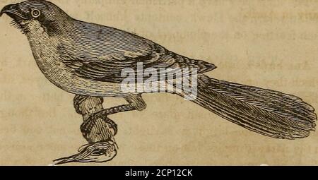. Un libro di ornitologia, per i giovani. Abbracciando le descrizioni degli uccelli più interessanti e notevoli in tutti i paesi, con particolari avvisi di uccelli americani . Questa specie molto elegante abita i dis-tritti meridionali degli Stati Uniti durante l'estate. Il mangime sulle locuste, e su una specie di lucertola che è molto numerosa in quella parte del paese; si dice anche todevour piccoli serpenti verdi. Il volo di questo uccello è aggraziato e aggraziato, con a volte spazza occasionale amongthe alberi. SHRIKES. Di questi uccelli ci sono oltre quaranta tipi diversi, tra i più cospicui di wh Foto Stock