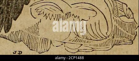 . Un libro di ornitologia, per i giovani. Abbracciando descrizioni dei più interessanti e notevoli uccelli in tutti i paesi, con particolari avvisi di uccelli americani. Nce com-mon a quasi tutti gli uccelli di preda. IL CUNEO CODA EAGLE.questo uccello è peculiare del continente di Mew Holland.- il colore generale è un marrone scuro profondo, o nero opaco, con una tinta rufous sulla testa e sulla parte posteriore del collo. I copriletto sono parzialmente marginati di bianco. La forma, con l'eccezione di una forma più snella, e la fine a forma di cuneo della coda, è esattamente quella del GoldenEagle delle Alpi europee. Th Foto Stock