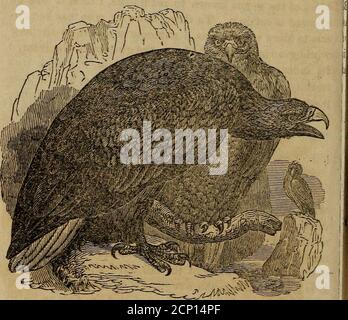 . Un libro di ornitologia, per i giovani. Abbracciando le descrizioni degli uccelli più interessanti e notevoli in tutti i paesi, con particolari avvisi di uccelli americani. Piume delle sue ali arenearly nero, Ma quelli della coda hanno una tinta meno profonda. Si trova nelle regioni settentrionali di entrambi i continenti, anche al margine stesso del ghiaccio polare, e in Asia fino al sud fino al Mar Caspio. La pesca è il mare EaglesRegular mezzo di sussistenza, ma a volte capterà pesci morti sulla spiaggia e attaccerà foche e animali terrestri. Come questa aquila mangerà carrione, è usato come un tocatch di esca Foto Stock
