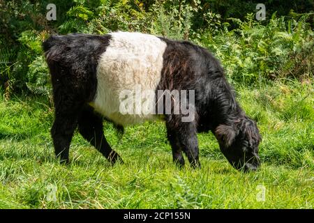 Belted galloway bestiame bovino, razza scozzese di manzo duro, nero con una banda bianca intorno al suo centro, che è utilizzato per la gestione della vegetazione habitat Foto Stock