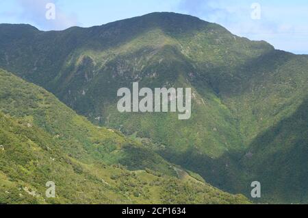 Laurisilva foresta nell'isola di Sao Jorge, arcipelago delle Azzorre, Portogallo Foto Stock