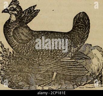 . Un libro di ornitologia, per i giovani. Abbracciando le descrizioni degli uccelli più interessanti e notevoli in tutti i paesi, con particolari avvisi degli uccelli americani. Theyeeeat le gemme dell'ontano e dell'alloro. In questo momento theirflesh è ssano. Il fagiano è lungo diciotto pollici. Le parti superioredel corpo sono di colore ruggine brillante con macchie di bianco. Le parti inferiori sono bianche e la coda è completamente contrassegnata con nero. C'è un ciuffo di grandi piume nere su ogni lato del collo che occasionallyrai.es. GROUSE PINNATED. Lattina? uccello raro, anche se un abitante di diverso a. Foto Stock