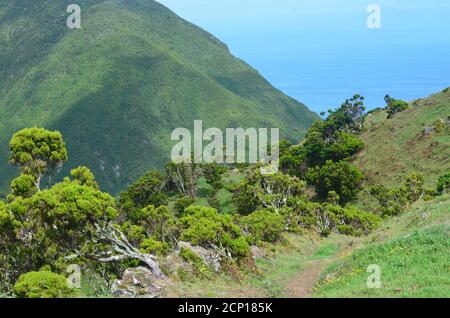 Laurisilva foresta nell'isola di Sao Jorge, arcipelago delle Azzorre, Portogallo Foto Stock