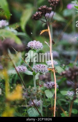 Basilico selvatico (Clinopodium vulgare) nella foresta di Teutoburg a Oerlinghausen, Nord Reno-Westfalia, Germania Foto Stock