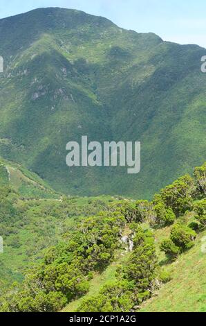 Laurisilva foresta nell'isola di Sao Jorge, arcipelago delle Azzorre, Portogallo Foto Stock