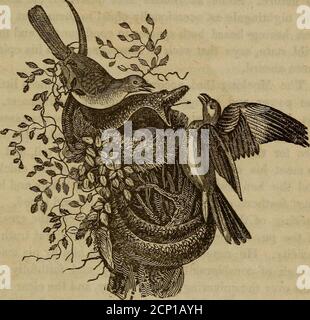 . Un libro di ornitologia, per i giovani. Abbracciando le descrizioni degli uccelli più interessanti e notevoli in tutti i paesi, con particolari avvisi di uccelli americani . , ed è più in particolare trovato in quelle parti di esso, dove la natura ha hasstriscato le sue generosità con la prodigalità più sontuosa. Si trova nei ricchi campi in fiore e foreste della Louisiana, thatyou dovrebbe ascoltare le meravigliose note del Mockingbird. All'inizio di aprile e a volte un quintnighttearlier, gli uccelli Mocking si accoppiano, e costruiscono il loro nestQuesto i3 costruito in un solitario spina-cespuglio, un albero arancione, un redcedro, un hol Foto Stock