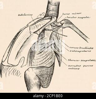 . La miologia del corvo (Corvus corax sinuatus.) Una guida allo studio del sistema muscolare in uccelli . n relazionarsi a questa particolare struttura. I suoi preziosi contributi sono piuttosto troppo lunghi da incorporare nel presente contesto, ma si trovano nei procedimenti della Zoological Societyof London per il 1877 (pp 506-19) e in quel lavoro rareand imperiable, i suoi raccolti Scientific Papers, a cura del defunto MR. W. A. Forbes, un altro laborerin lo stesso campo, la cui perdita per noi è difficile da sovrastimare. Il professor Owens conto di questi scivoli carnosi runsthus :- UN notevolmente Foto Stock