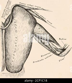 . La miologia del corvo (Corvus corax sinuatus.) Una guida allo studio del sistema muscolare in uccelli . articolare, e in alcuni uccelli a theos humero-scapulare ; ed è inserita nella radialtuberosità dell'omero, che aiuta a sollevare. È proporzionalmente grande nei pinguini e gabbiani, butatries il suo più grande sviluppo nel Gallinaceousorder (loc. Cit., p. 97). Il Sig. Forbes, che ha indagato sulla miologia dei Tubinares, raccolti durante il viaggio del Cal-lenger, ha trovato il pectoralis tertius in essi sotto forma di una banda larga, sottile, più o meno parallelepipeda con il coracoide, Foto Stock