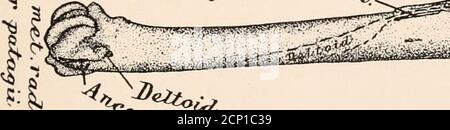 . La miologia del corvo (Corvus corax sinuatus.) Una guida allo studio del sistema muscolare negli uccelli . &lt;N 8 &lt;5 .*s. «* -2V*?tf. * ^^ -^y. .^^^ ^5sr &gt;;r«4L -.,• }^XJ&-** •- **** *• -• • V- v^ ^t*^. %, Foto Stock