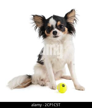 Chihuahua dai capelli lunghi con mini palla da tennis gialla su bianco sfondo Foto Stock