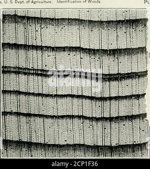 . Guida per l'identificazione dei legni utilizzati per cravatte e legname . Fig. 2.-Eblock orientale.sezione trasversale ingrandita di 15 diametri. Forest Service, Dipartimento di Agricoltura degli Stati Uniti. Identificazione dei boschi. FIQ. 1.-Redwood.sezione trasversale maggiore 15 diametri. Foto Stock