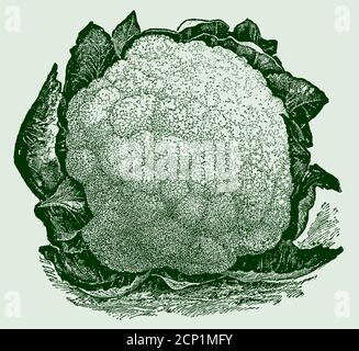 Primo cavolfiore di palla di neve, isolato su uno sfondo verde chiaro. Illustrazione dopo un'incisione antica del 19 ° secolo Illustrazione Vettoriale